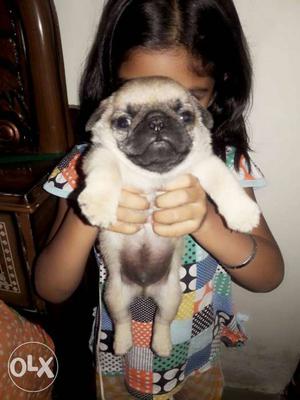Full pure indian cute pug pupp all breed pupp available