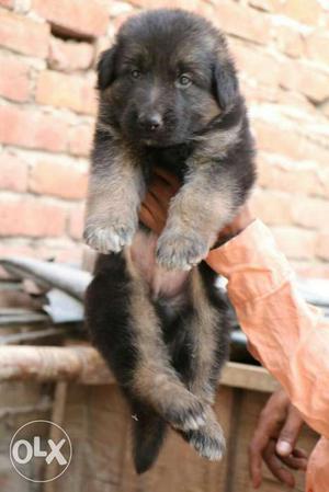 Full show line *** German shephrd puppies and