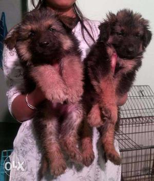 GSD male Female puppy - Pure Bloodline Show quality