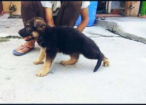 German Shepherd Male For Sell A1 Best quality