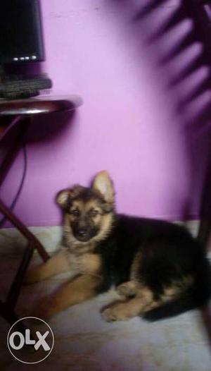 German shepard male show quality puppy