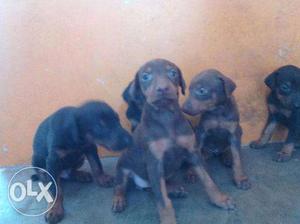 Good quality doberman puppies available here