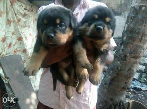Good quality rott puppies for sale at sreekariyam.