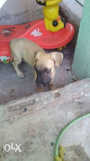 Great dane puppy for sell seven  nine 8 41