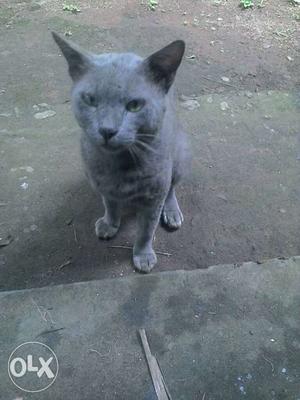 Grey Cat In Mavoor
