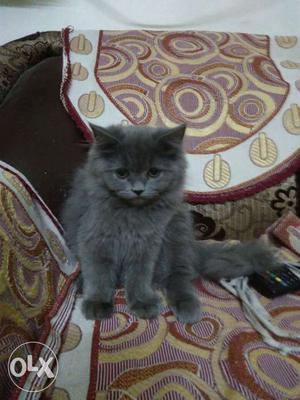 Grey colour Persian cat Female semi punch best