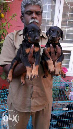 Heavy size Doberman puppies available with us