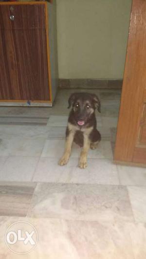 High breed GDP puppy male available 1half puppy
