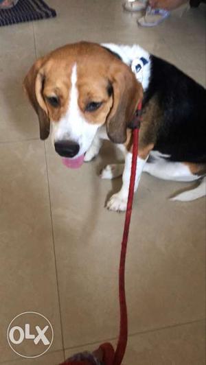 Imported male beagle with KCI Registration is