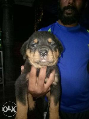 KCI REG:- Rotwiler Puppy's imported lineage