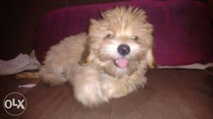 Lhasa abso golden color puppy age 4 months