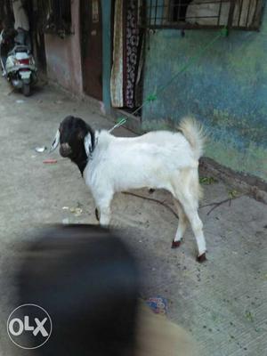 Need to sell urgently at 