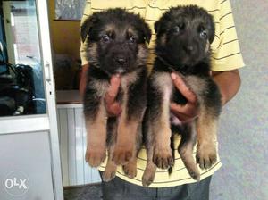 O6 German Shepherd female and male puppy available