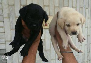 O6 Labrador puppy black and golden female  male