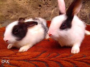 Pair of small baby rabbit