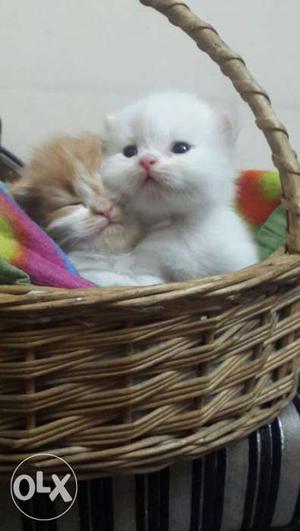 Persian/Himalayan kittens, both female, 1 month,