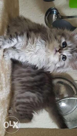 Pure Persian kittens All colours Available