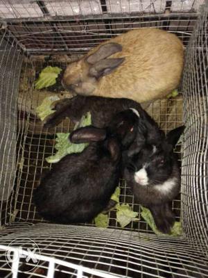 Rabbit for sale each one 250