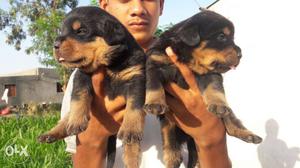 Rott puppy cell punch fhes super colity and big