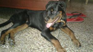 Rott puppy rottweiler dog available in jagraon