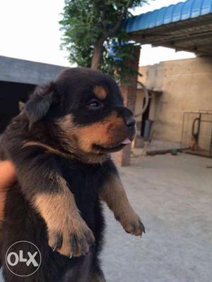 Rottweiler Puppy