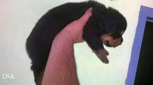 Rottweiler pupy full top quality male female