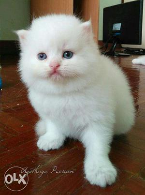So Beautiful So Nice Persian Kittens & Cats For Sale. All