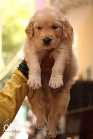 Superb Quality Best Breed Golden Retreiver sell call Testify
