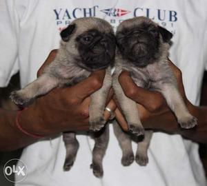 Superb Quality Toy Breed Pug Pup Sell Call now