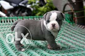 Top quality xl size american bully