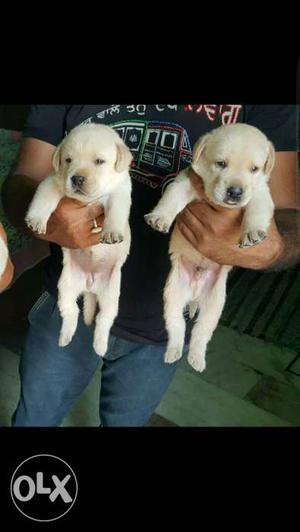 Two Golden Labrador Retriever Puppies