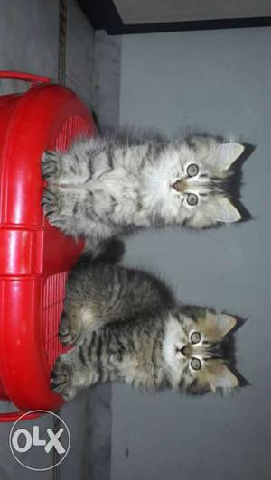 Two Silver And Brown Tabby Kittens