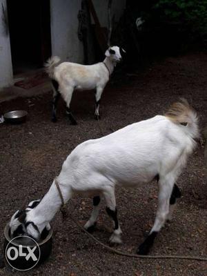 Two female nadan goat