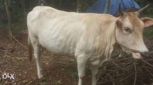 White Cow In Kureekkad