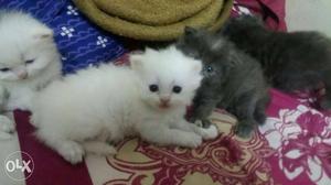 White and grey original percian kittens for sale