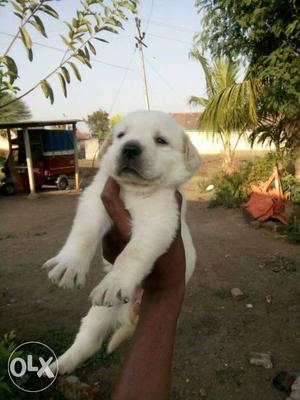 White lab female pup available for sale deworming