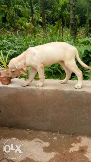 Yellow Labrador Retriever Puppy