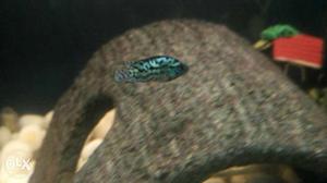 1.5 inches Electric blue Jack Dempsey available.