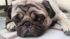 1Year Silver Fawn Pug top quality for urgent sale low price