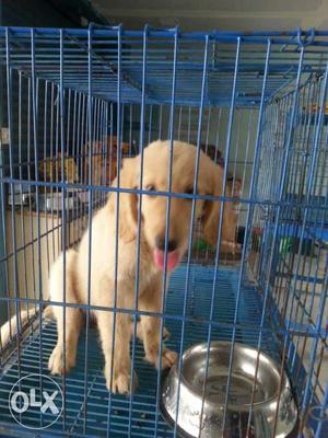 2.5months old female golden retriver puppy for