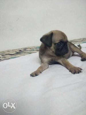 2 months old pug all vacination done