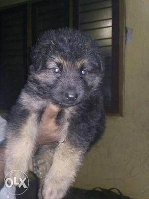 26 days old Gsd