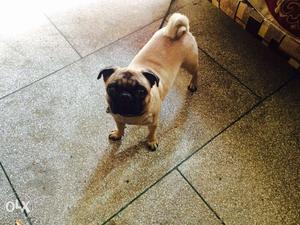 2years female pug for sale