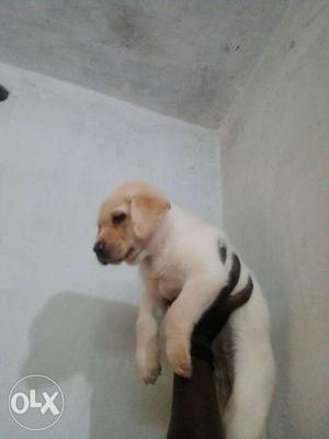 4 moths old Labrador puppy(female). With Vaccinated