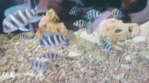 5 Zaire blue kapampa frontosa fish for sale.very