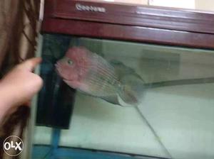 9-10 Inch White Eye Kamfa Flowerhorn Fish