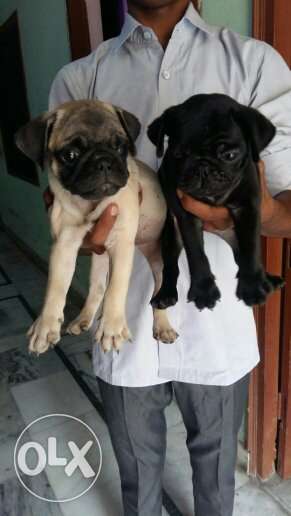A1 Quality Pug puppies avilable suprime kennel