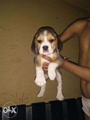 A1 quality beagle pupps suprime kennel
