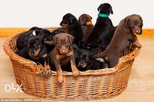 *Active breed DOBERMAN male female puppies available for