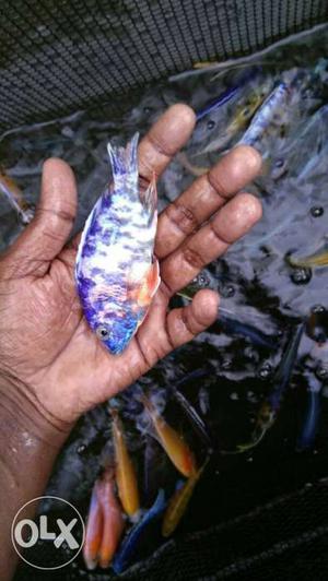 African cichlids wholesale and retail